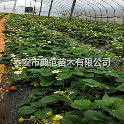 五月香草莓苗基地 融合生態(tài)理念，引領草莓產(chǎn)業(yè)發(fā)展